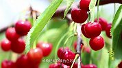 《寻味中国》第十期 山东烟台樱桃