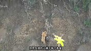 为了躲避雄狮的追杀，小狮子身陷悬崖，母狮救子心切赴汤蹈火