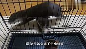 假水獭在笼子里“哀嚎”，两只真水獭看到后，举动笑翻了
