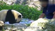 想看熊猫生气的样子？淘气奶爸作死试探，场面太逗了