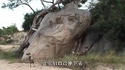 3只羚羊真机智！靠一块大石头绝境求生，真是大开眼界
