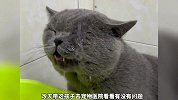 《这些猫咪喝水的方式》你觉得哪个更奇葩？