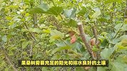 果桑树的养殖方法和注意事项
