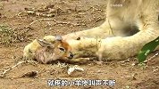 母狮抓到小羊却不吃，甚至还对它疼爱有加，这是把小羊当孩子了？