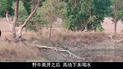 老虎正趴在湖边喝水，突然感觉背后一凉，回头一看撒腿就跑！