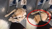 导盲犬地铁上趴下休息一爪按住小姐姐脚：jiojio借我枕一下