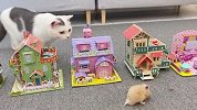 给小仓鼠四个玩具房子玩，小猫咪太羡慕了