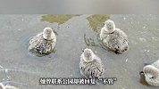 游客称黑天鹅宝宝被冻死亡公园不管，公园回应