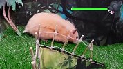 小仓鼠勇闯猛兽迷宫大战黑豹！