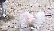 贵宾犬第一次看到海鸥，搞笑的一幕发生了，差点笑哭