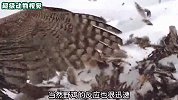 苍鹰冲进农场想叼走母鸡，危难之际，公鸡和山羊出手相救逃过一劫