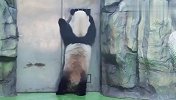 熊猫：快让我进去，不然本国宝拆门了！