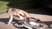 猴子捡到打火机，意外解锁火机新用法，又惨又搞笑
