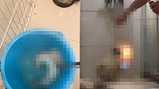 开水烫狗、点火将狗烧死 男子在流浪狗救助群狂发虐狗视频被封号