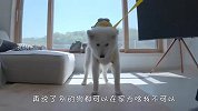 主人要把萨摩耶送去上学，狗子得知后就成了这样，看完差点笑岔气