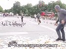 离谱小哥给鸽子喂了几十包泻药
