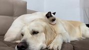 金毛的脾气也太好了吧，都被猫咪欺负到头上来了，场面笑爆了