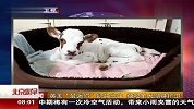 英国“最迷你”奶牛出生 获牧羊犬贴身护卫 120227 北京您早