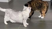 猫咪打架名场面，因为什么而打架？
