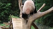 崽崽爬到树上找熊妈，结果遭嫌弃接连被推下来，下一秒笑翻了