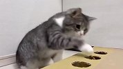 猫咪第一次玩打地鼠游戏，铲屎官都惊呆了，场面笑爆了