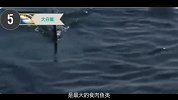 旅游-150527-十大恐怖的海洋生物