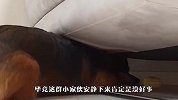 狗狗趴在沙发底下不出来，铲屎官好奇过去一看，眼泪要笑出来了