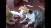 3猫咪抢1块肉，其中两个是傻子