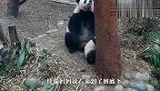 熊猫妈妈教孩子爬树，抬头一看发现不对劲，下一秒忍住别笑