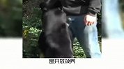 宠物小知识，你不知道的警犬冷知识，奇怪的知识又增加了