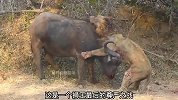 一头虚弱的老雄狮，试图狩猎强壮的水牛，演绎不服输精神