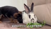 德牧第一次见到兔子，反应太逗了，看完忍住别笑