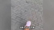 秦皇岛一女子买海鲜逃单还顺走美卡犬，失主：该犬价值12800元，绝不私了