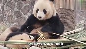 当熊猫妈妈吃东西时：母爱是个啥？不存在的！