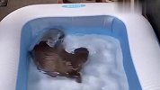 主人往浴池里扔了条泥鳅，水獭看到后，举动笑爆了