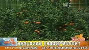 政府搭台果农唱戏 石棉黄果柑产销今年丰收了 120414 新闻现场