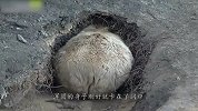 棕熊正在打洞，刚钻到洞口就不动了，下一秒忍住不要笑
