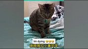 搞笑小萌宠-盘点11个小猫咪的搞笑瞬间，小主人是我别开枪！