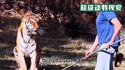 老虎连续三次扑倒猛男，情势十分惊险，镜头记录下全过程