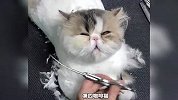 《这些可爱的猫咪去剃毛》你觉得哪只更搞笑？