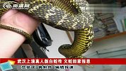 武汉上演真实版白蛇传 义蛇回家报恩