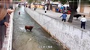老牛一心想撞小哥，结果小哥一走位，牛直接冲入河里