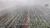 大棚遭断水，蔬菜被哄抢？菜农承包90座大棚几近绝收