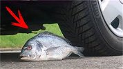 汽车碾压实验：这条咸鱼，果真不是普通的鱼！
