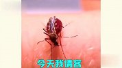 夏天离谱灭蚊图鉴，万物可爱，蚊子除外