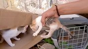原以为猫咪在祈求食物，当看到纸箱里的小奶猫时，小哥才明白真相