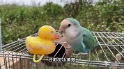 小鸟把玩具小黄鸭当成真对象，每天把食物吐出来喂给小黄鸭吃