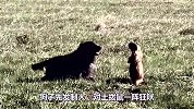 狗狗偶遇土拨鼠，一场口水战拉开帷幕，土拨鼠：我可不是好惹的