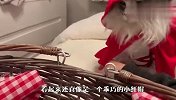 把猫和狗打扮成小红帽和狼外婆，看到之后的画面，太搞笑了吧