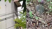 女子花144万元购买别墅 入住后发现旁边树林中一幕当场崩溃